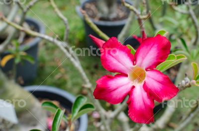 red impala lily or desert rose