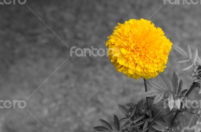 Marigold in the garden Thailand