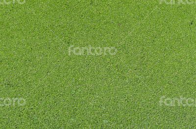 Duckweed covered green nature background 