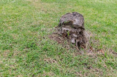stump on the green grass in the forest