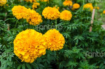Marigold in the garden Thailand
