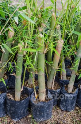 Bamboo in the nursery bags.