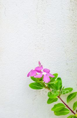 The beautiful sweet pink Madagasca Periwinkle 
