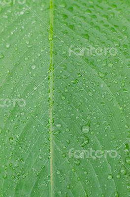 water drops on green leaf macro background