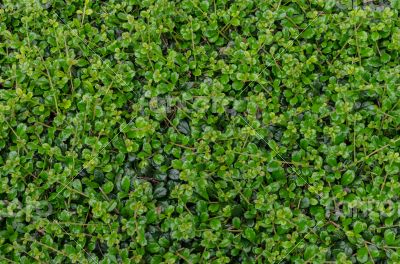 Green leaves wall background