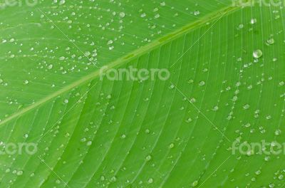 water drops on green leaf macro background