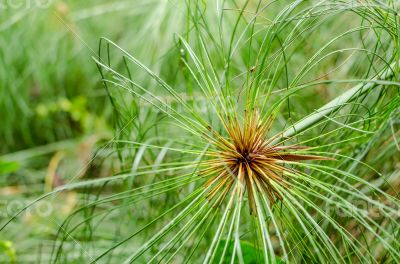 papyrus green plant as background abstract