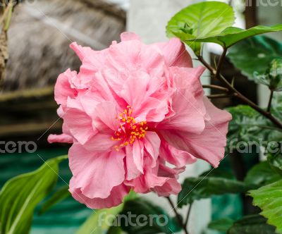 Pink hibiscus in garden.