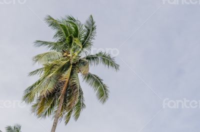 branches of coconut palms under blue sky