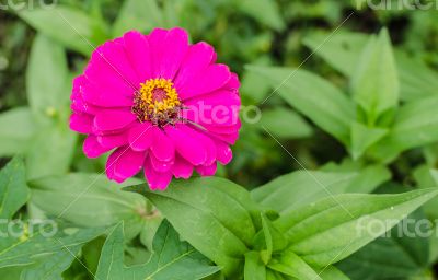 close up of pink zinnias