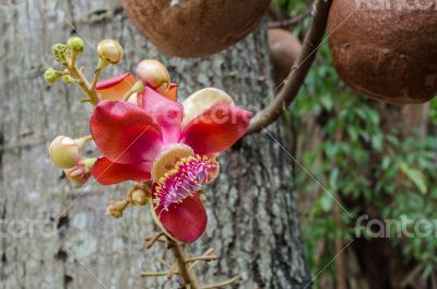 Salavan flowers is symbol of buddhism