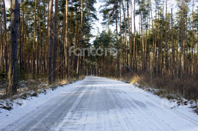 Winter country road with fir forest on the side (overcast day). 