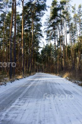 Winter country road with fir forest on the side (overcast day). 