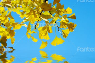 Yellow and green Ginkgo biloba leafs