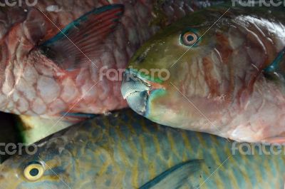 ASIA THAILAND PHUKET MARKT ASIA THAILAND PHUKET MARKT