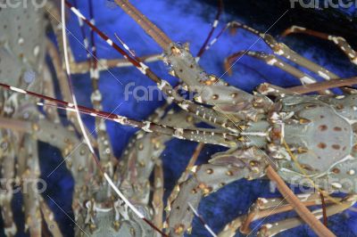 ASIA THAILAND PHUKET MARKT ASIA THAILAND PHUKET MARKT
