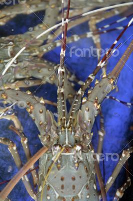 ASIA THAILAND PHUKET MARKT ASIA THAILAND PHUKET MARKT