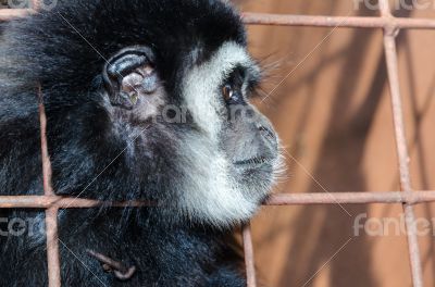 Face and eyes downcast of gibbon in a cage