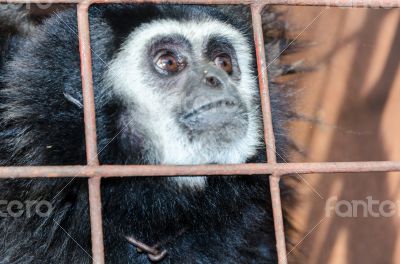 Face and eyes downcast of gibbon in a cage