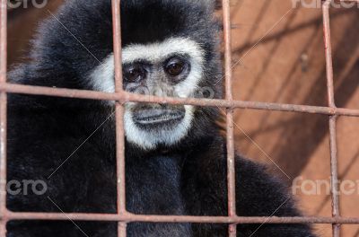 Face and eyes downcast of gibbon in a cage