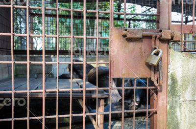 Iron cage used detention Asiatic Black Bear