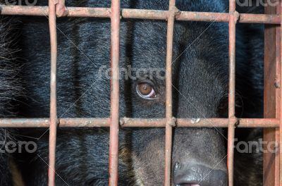 Asiatic black bear are in cage