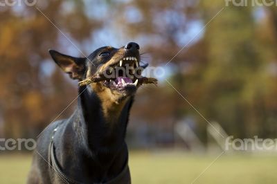 Miniature Pinscher