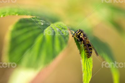 Bee sits on the leaves.