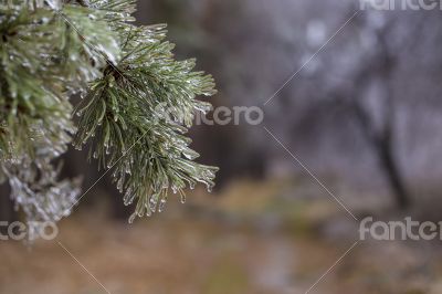 Pine covered by ice.