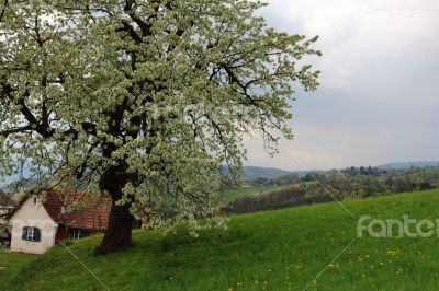 Austria Landscape