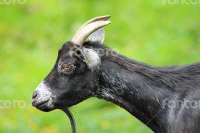 Black Goat