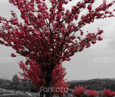 Cherry blossom trees