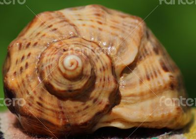 Cockle-shell