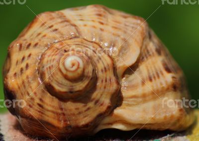Cockle-shell Cockle-shell