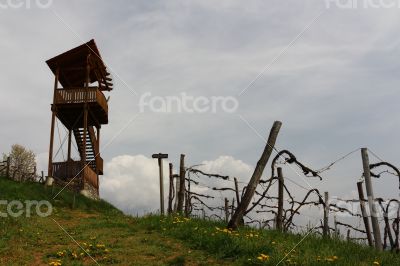 Vineyard Landscape