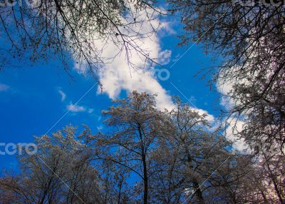 Winter landscape