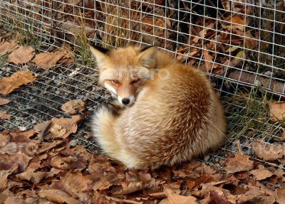 Fox in Zoo