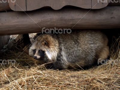 Raccoon Dog