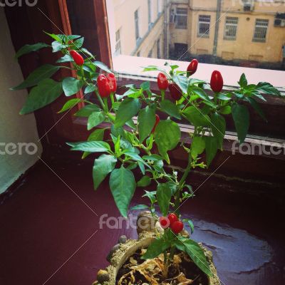 Red Pepper on the Window Sill