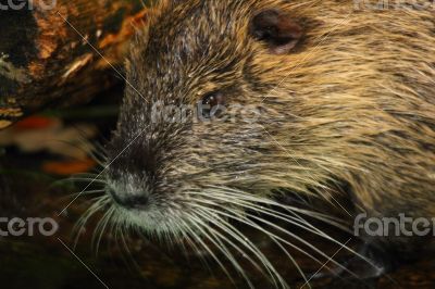 wet coypu