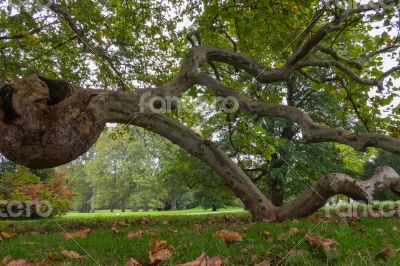 Burl on a tree,Freak of nature