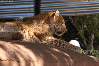 Absolutely Unique Strawberry Leopard