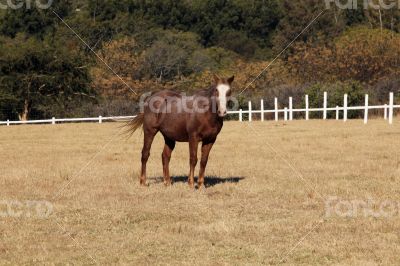 Large Strong Brown Colt Horse