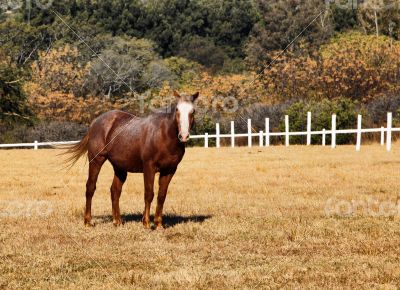 Large Strong Brown Colt Horse in HD
