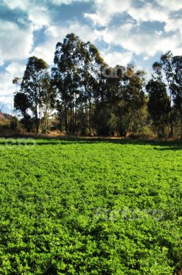 Alfalfa or Lucerne Field Under Irrigation