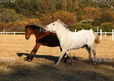 Two Horses Running