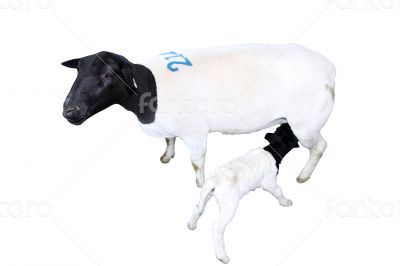 Isolated Sheep with Nursing Lamb   