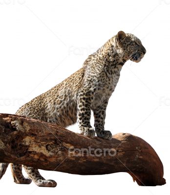 Portrait Isolated Picture of Young Leopard on Branch