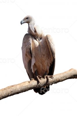 Portrait Isolated Picture of Large Vulture on Branch