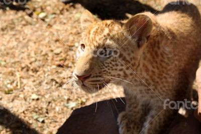 Absolutely Unique Strawberry Leopard